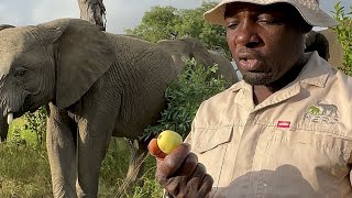 Marula Lessons with Elephant Carer, Owen & the Herd 🐘🍈