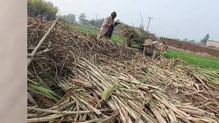 Parvez Sheikh Live Stream