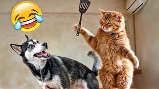 😸 Best Cats Videos 🤣😂 Funniest Catss 🐶😂