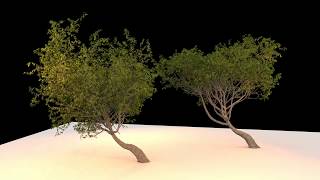 Procedural Tree Growing. HoudiniFX