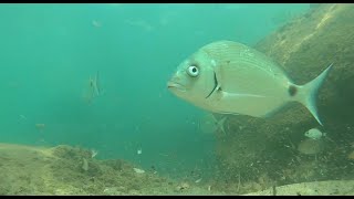 Sea breams in the wild life - Saraghi e Cefali nella schiuma - Natural Fish behavior