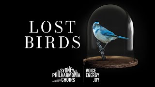 Lost Birds