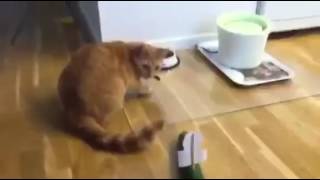 Cat Doesn't Like Trump