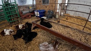 Calves of All Colors