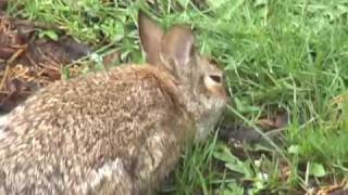 Bunnies for Tamiko