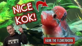 REHOMED FLOWERHORN HANK UPDATE! 6 Mo LATER!