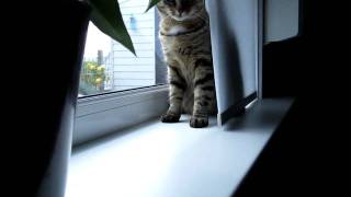 Betty trying to catch a fly