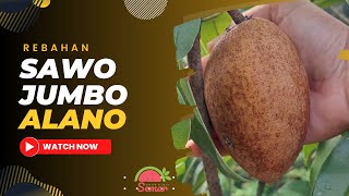 SAWO JUMBO ALANO | HIGHLY RECOMMENDED | MOST SPECIAL!!!