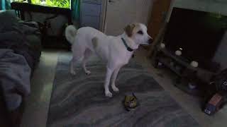 Arrow playing when I "Woo" at her haha