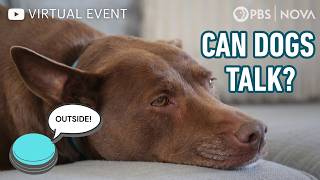 Can Dogs Talk? 🐕 💬  A Deep Dive with Christina Hunger & Federico Rossano | NOVA | PBS