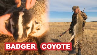 Colorado Badger and Coyote