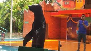 Sea Lion in seaworld