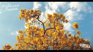 La Primavera Tapatía