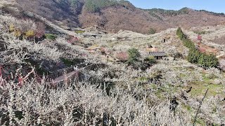 [4K] White&Red Plum Blossom Walk in Gwangyang Maehwa Village | 광양매화마을엔 백매화와 홍매화가 만개했어요, 함께 산책을 떠나요!