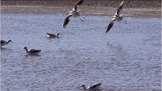 The Legacy of Owens Lake