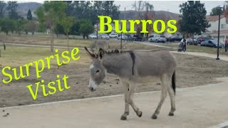 Burros surprise visitors at the park
