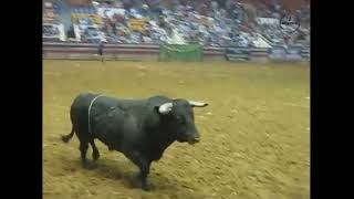 The Brave Souls Who Risk It All at Freestyle Rodeo Bullfighting