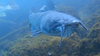 St Clair River Channel Catfish