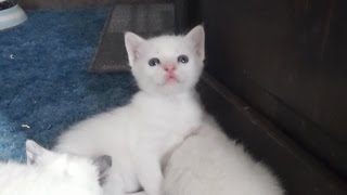 Mad baby kittens but to cute