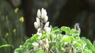 Secret Garden    ''Best Instrumental Music''