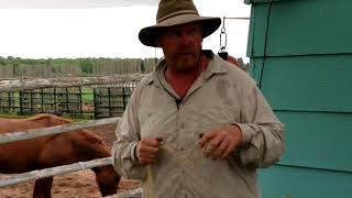 Communication in Horsemanship by Jason Julian Part 1
