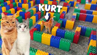 I Built My Cats a Crazy Lego Maze!