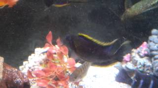 Lwanda fight aulonocara african cichlids peacocks