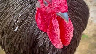 Chickens Eating Yogurt