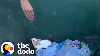 Woman Hears Quiet Meows Coming From A Dumpster | The Dodo