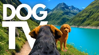 TheDogCam | 10hrs of Mountain Lake Virtual Dog Walks In The Swiss Alps 🐾🌊 GoPro DogTV