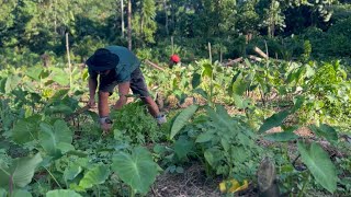 Nato & Brothers - TULI LE TAIMI (Official Music Video)