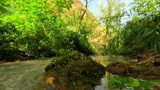 DEEP RELIEF / WATER STREAM, RIVER SOUNDS, BIRDS CHIRPING, FOREST THERAPY, HEALING FREQUENCIES