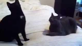 Andy and Roman meet Da Bird!