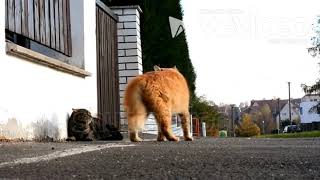Southgate School Advert - Cats Fighting
