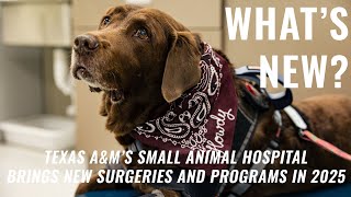 New Surgeries and Nutrition Service Added to Texas A&M's Small Animal Hospital