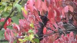 Evil Squirrel: The Black Brother of the Left Hand Path