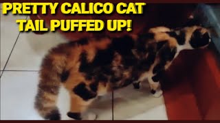 PRETTY CALICO CAT TAIL SUPER PUFFED UP! - @mixedcats_tv4143