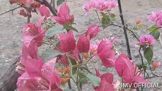 BOUGAINVILLEA||CMV OFFICIAL