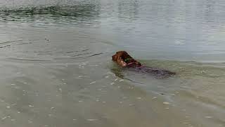 Maybe swimming | 21.8.2021