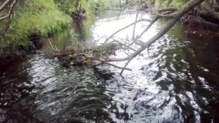 Mink Trapping 2016