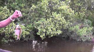 One Pissed Bluegill Fish {excerpts from The Catchermen Show}
