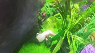 Feeding LIVE (Shiny) Wooper