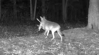 Coyote chasing and having caught a fawn, multiple trail cam sequence.