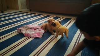 Tanu with Jack puppy