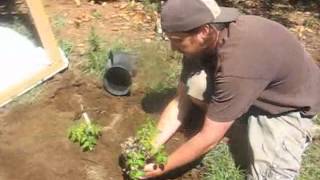 Tomato Cold Frame For High Desert: Heirloom Rock Garden