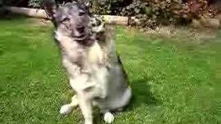 Dog tricks - saying hello
