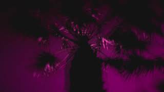 SURREND | NIGHTS OF PARADISE