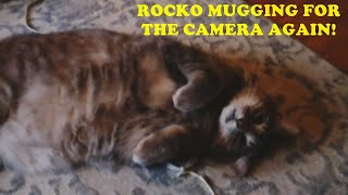 ROCKO CAT 6 MONTHS AFTER SURGERY