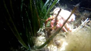Hermit Crab