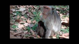 Amber Life Ep 1-  Baby Monkey Newborn At The Way To Angkor Thom